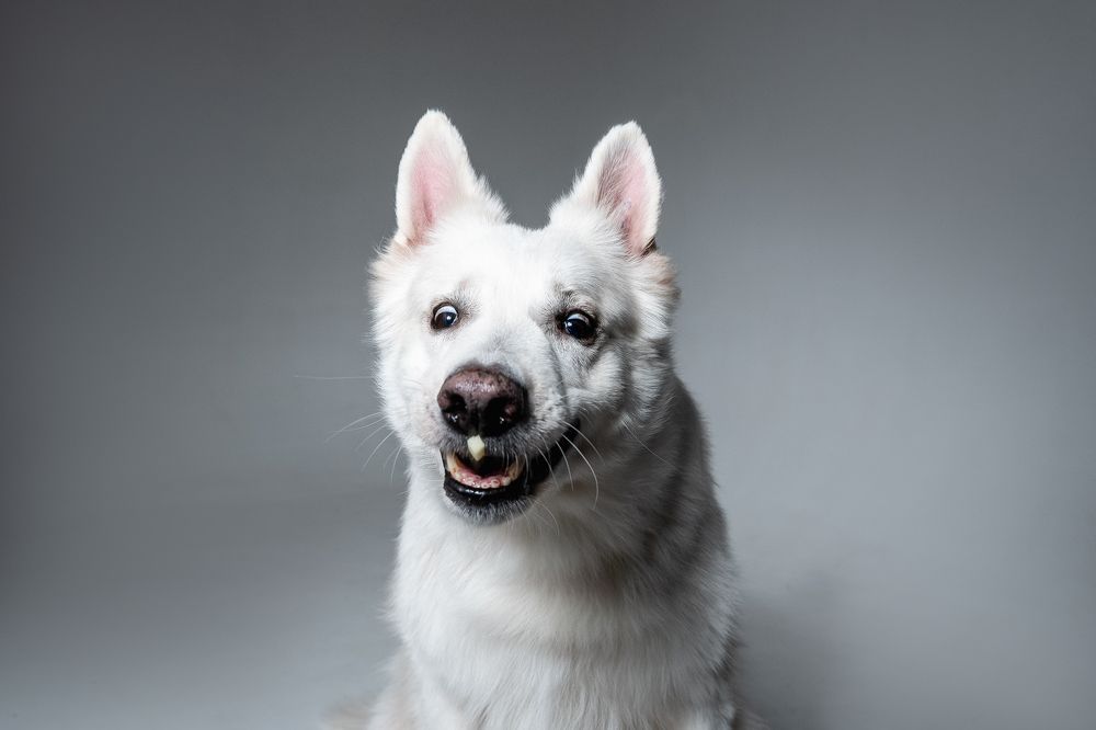 Фотография автора Вероника Черекаева