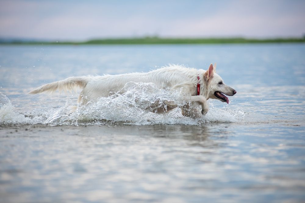 Фотография автора Вероника Черекаева
