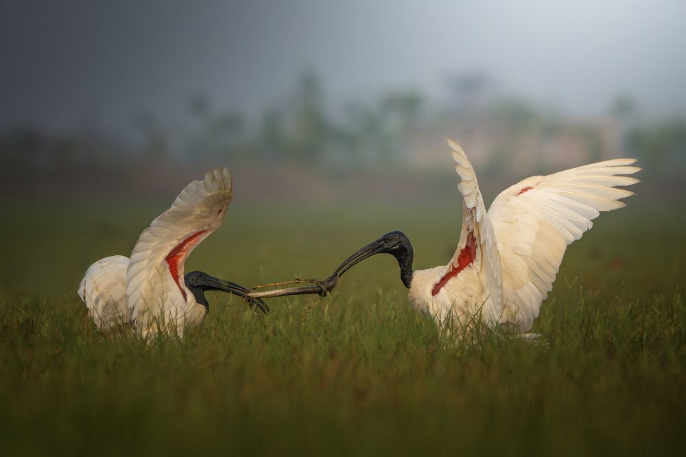 Photograph by Jit Chowdhury