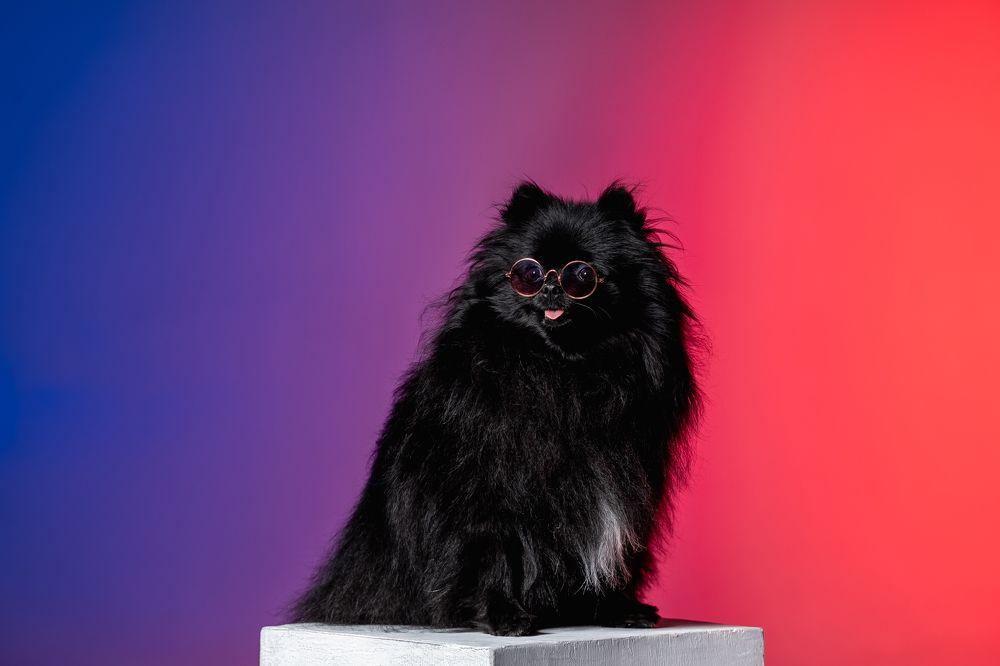 Фотография автора Вероника Черекаева