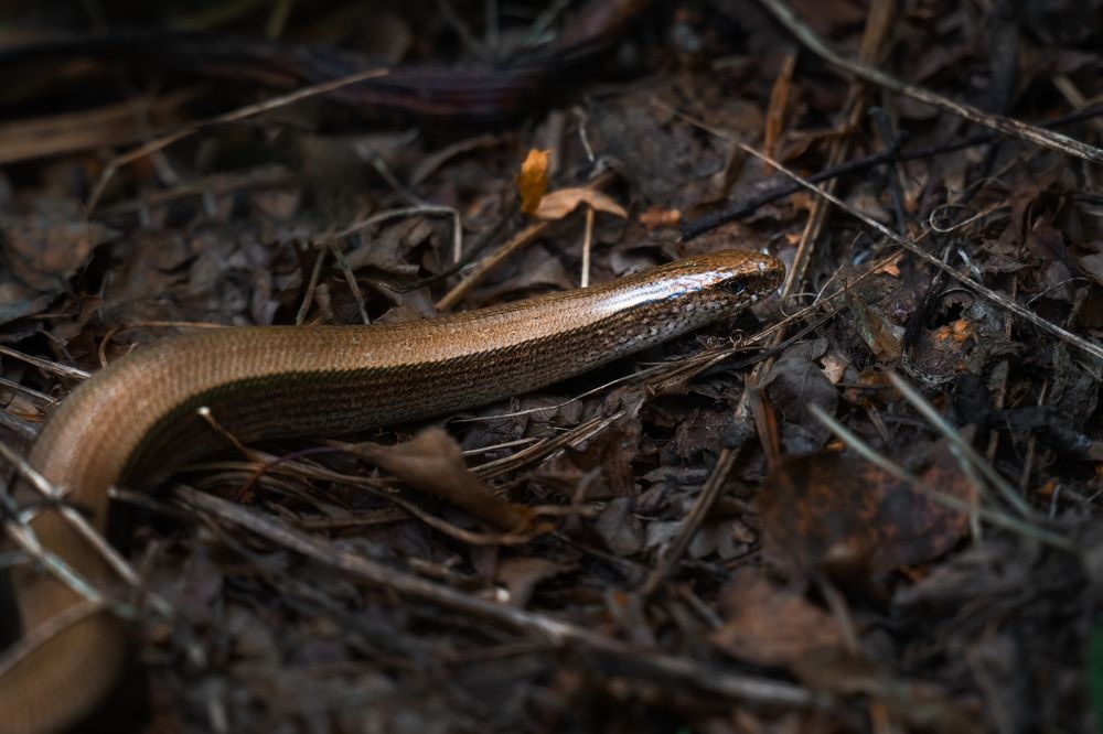 Photograph by Nephotograph