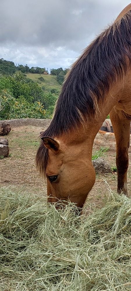 Photograph by CRINALDO REIS