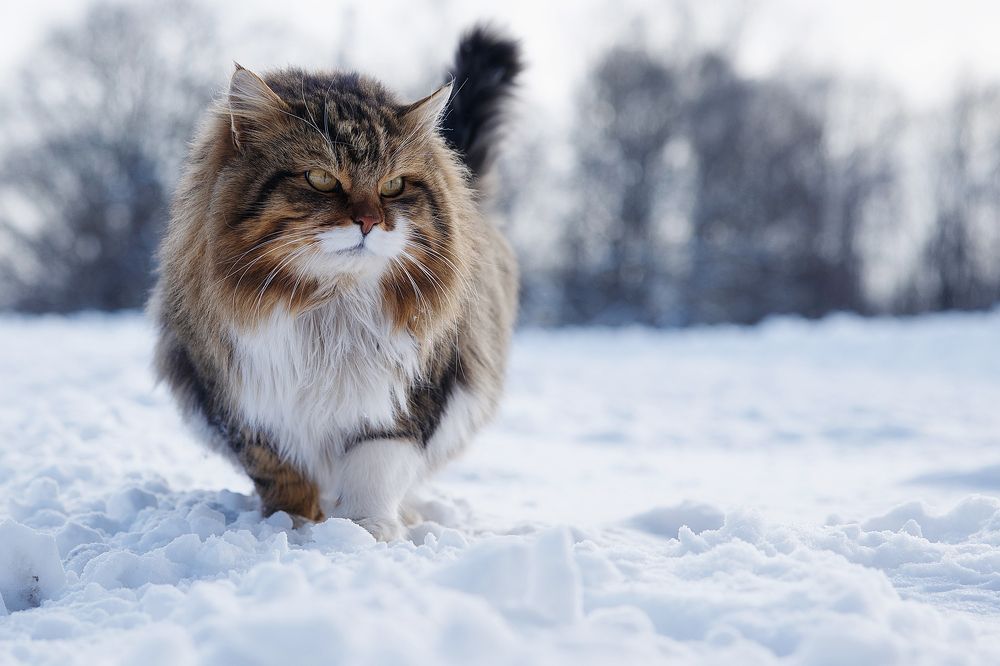 Photograph by Вербицкий Петр