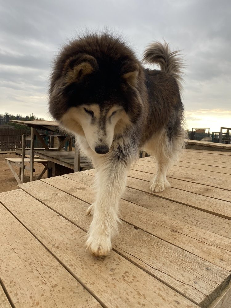 Photograph by Светлана Родионова