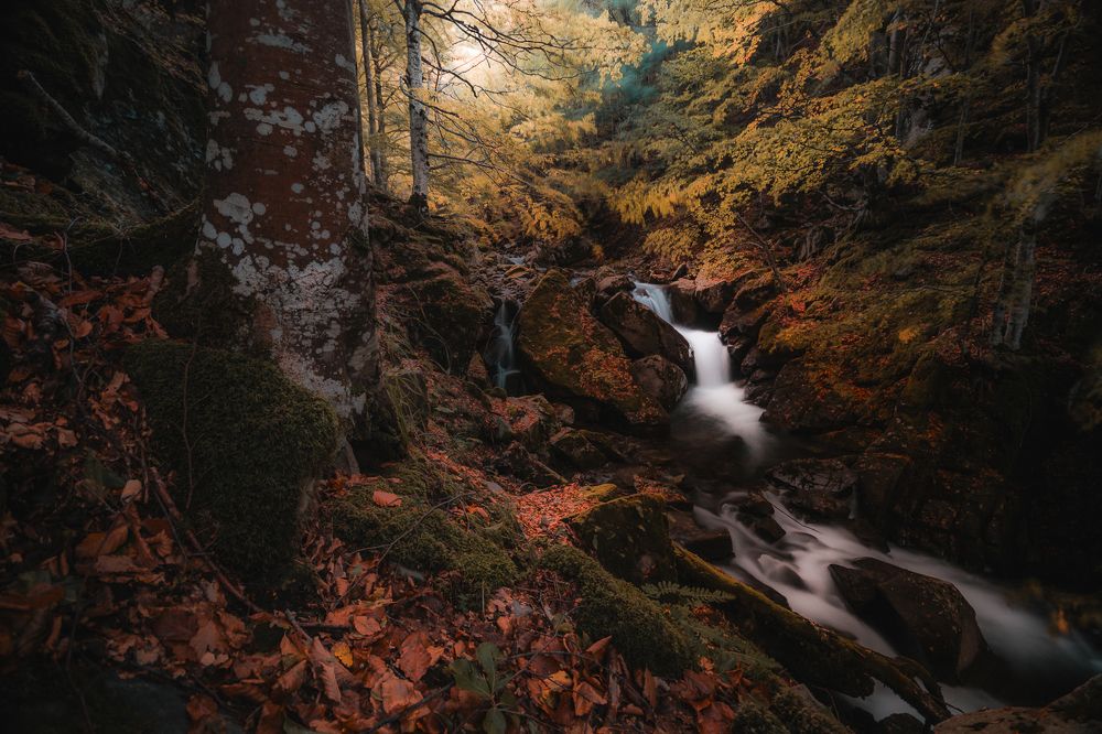 Il Bosco Incantato d'autunno