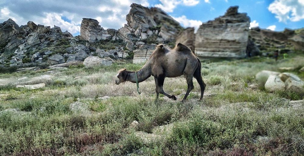 Верблюд на упавшей земле Жыгылган