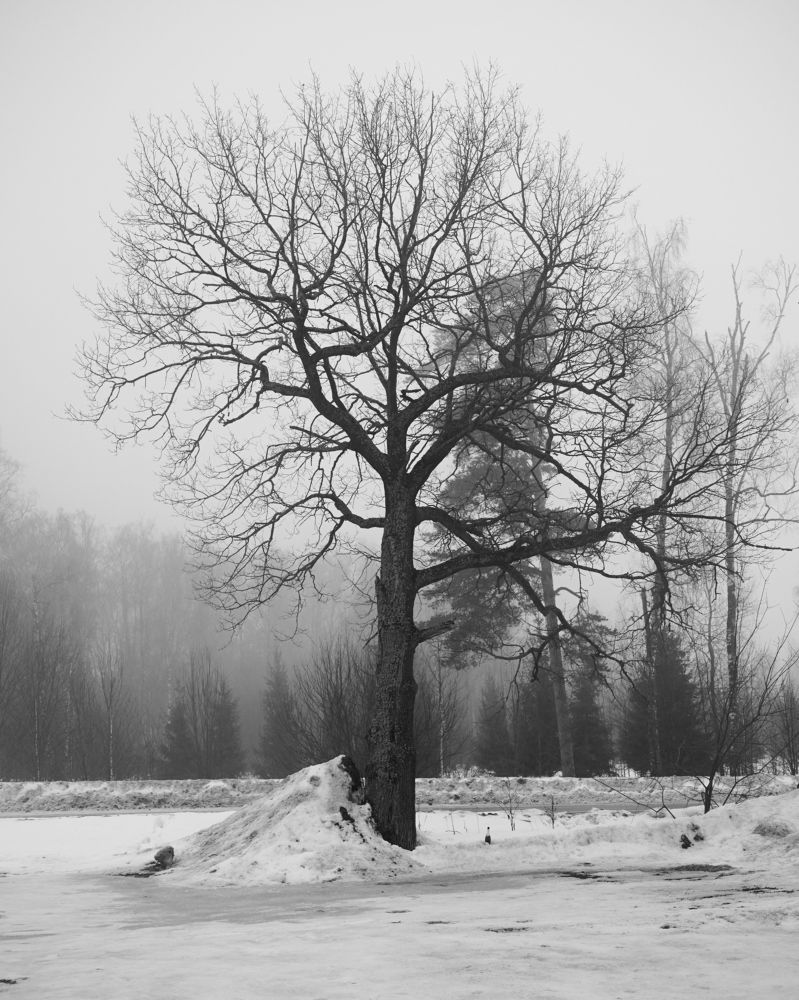 Photograph by Самосудов Рустам