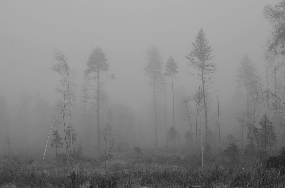 Photograph by Галина Катанова