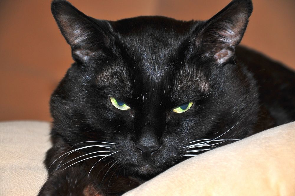 Любимец Борис