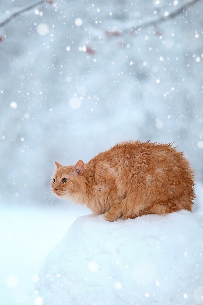 Фотография автора Тамара Дмитриева