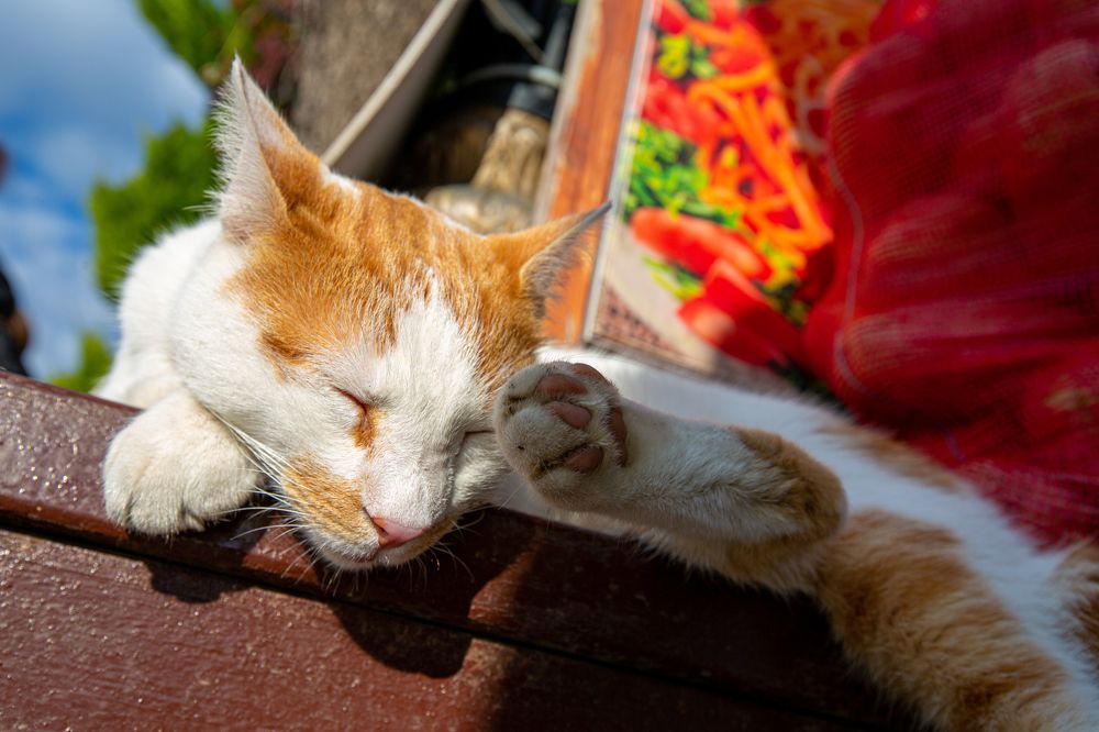 Photograph by Александр Ермоленко