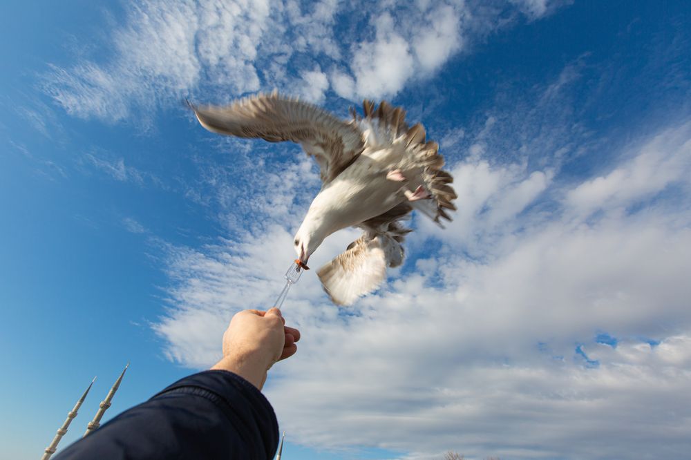 Photograph by Александр Ермоленко