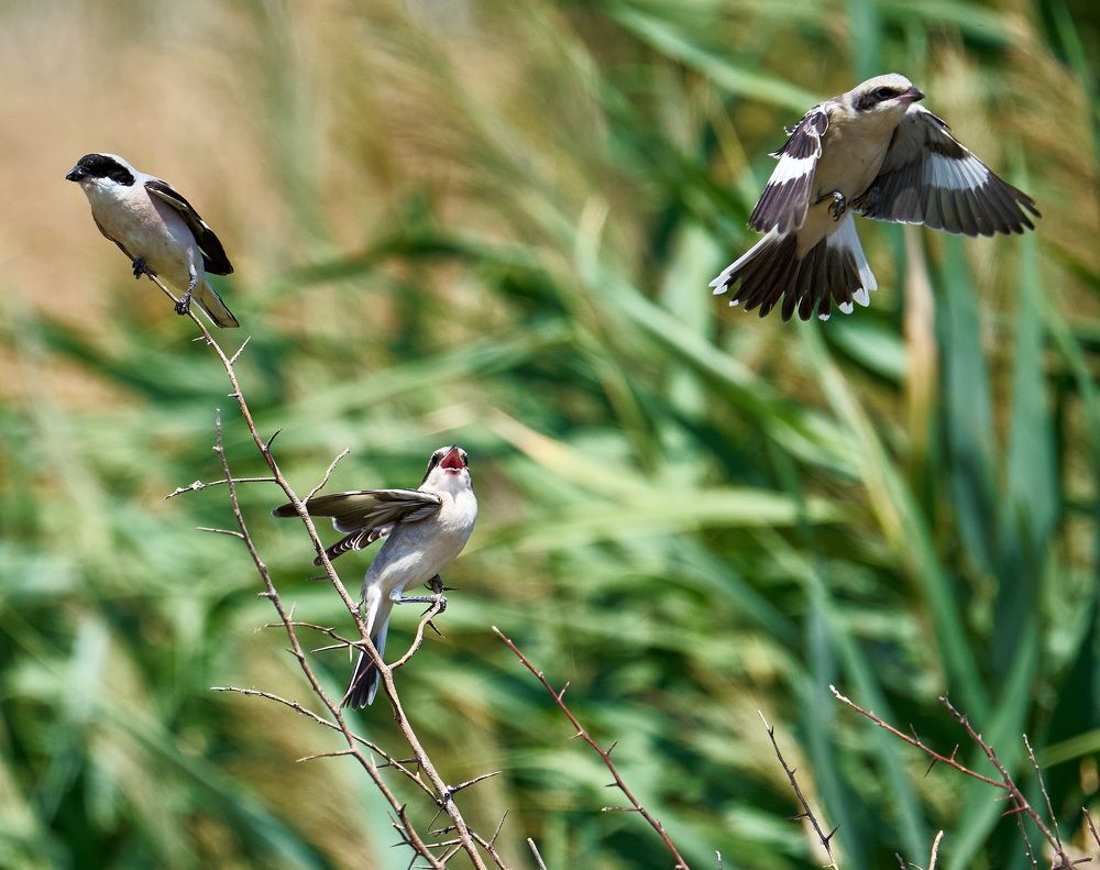 Photograph by Yaroslav