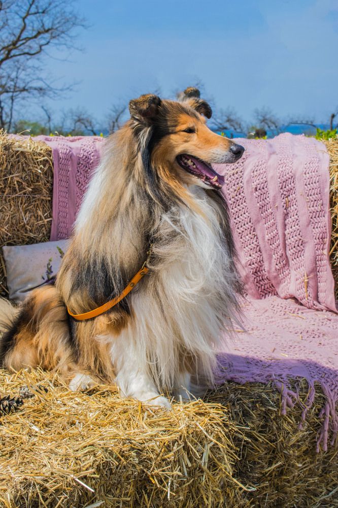 Photograph by Валентина Рябуха