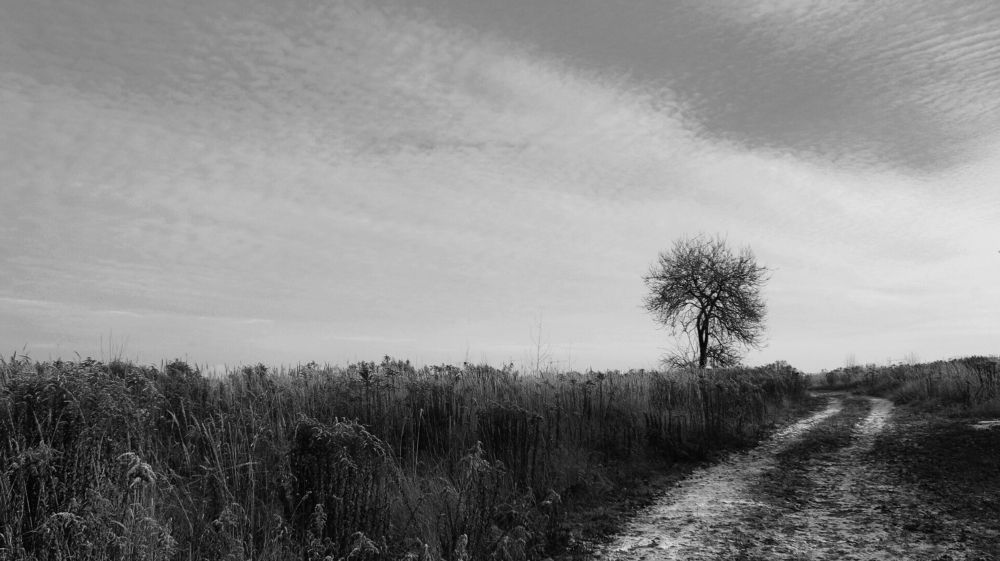 Одинокое деревце