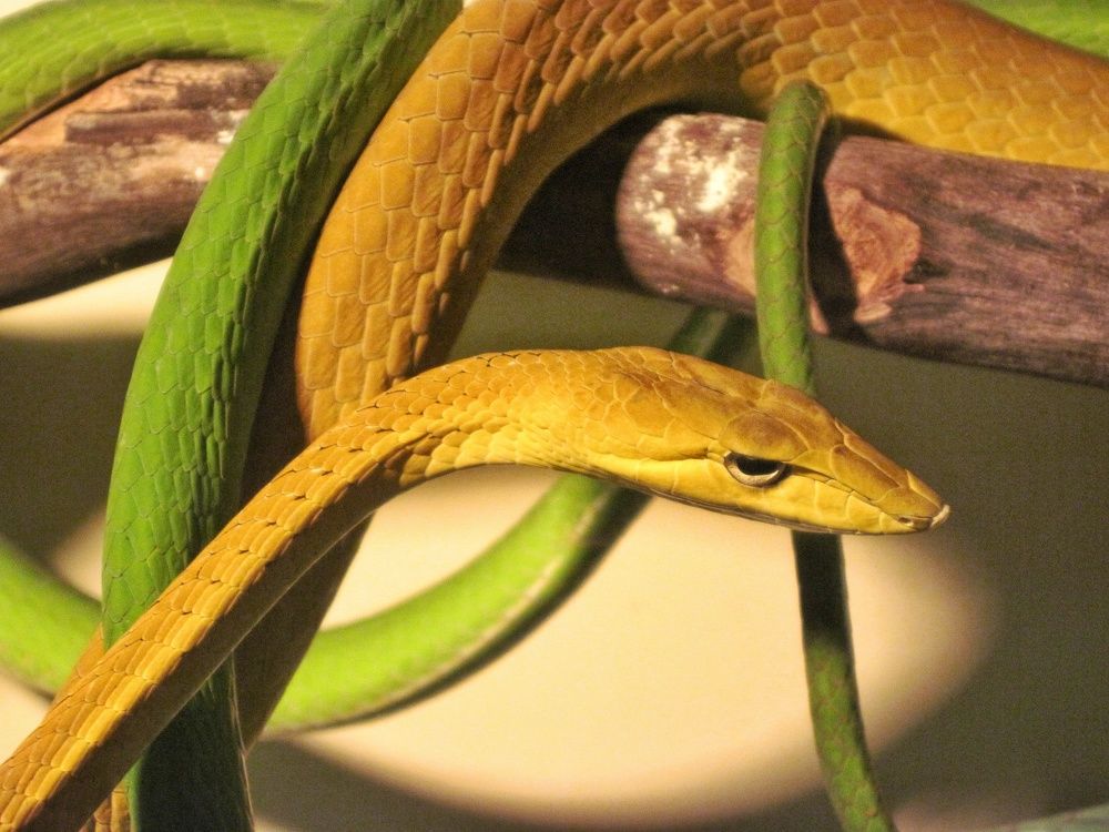 Фотография автора Юлия Фёдорова