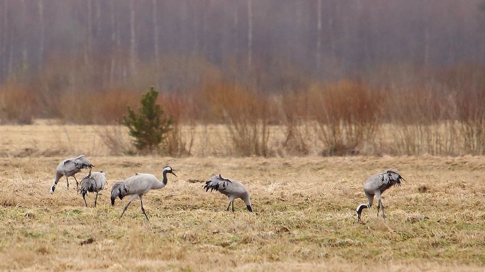 Весенний перелёт.
