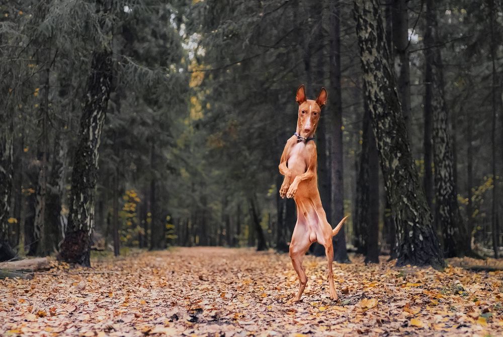 Photograph by Олег Милеев (Каминцев)