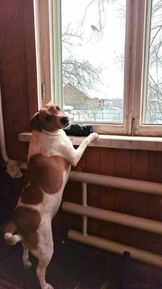 Джеки и снегирь