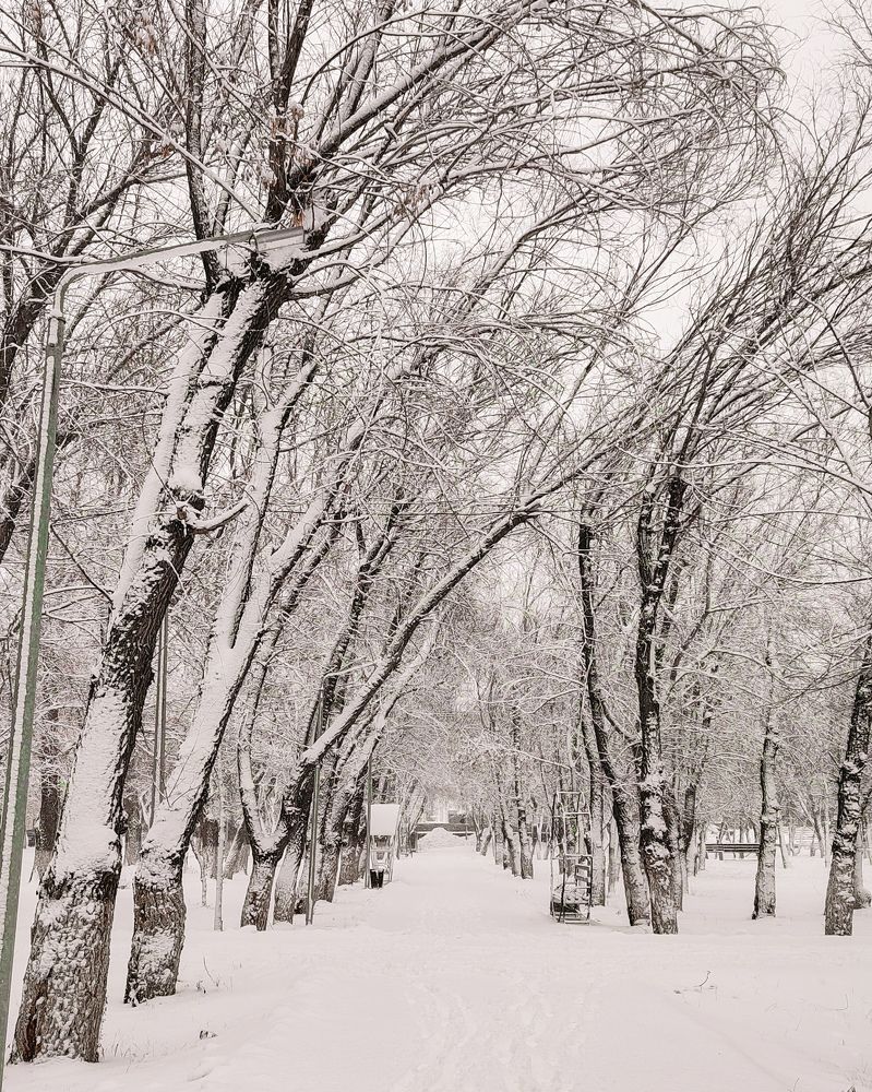 "Снежная аллея парка".