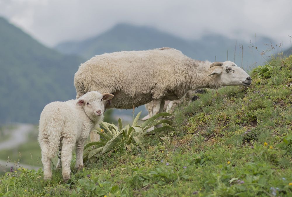 Фотография автора Шипунова Ирина