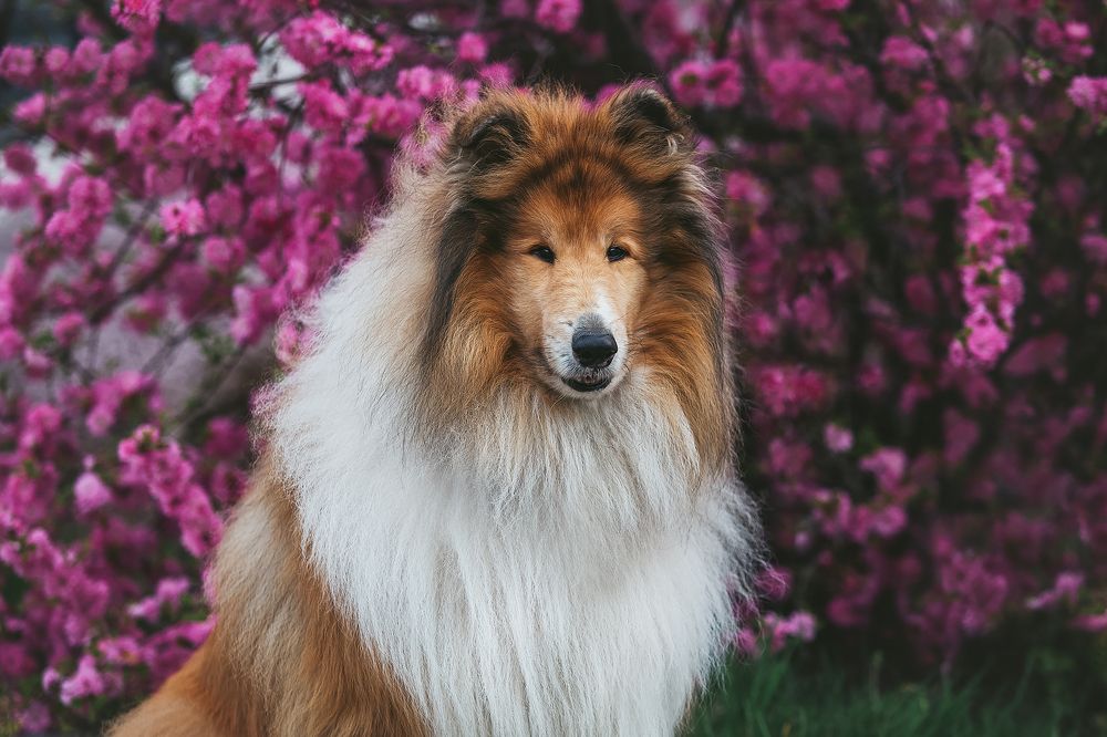 Photograph by СВЕТЛАНА ГРАЧЕВА