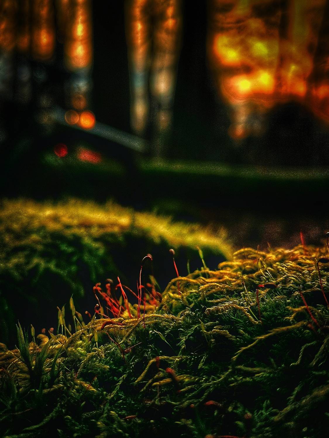 Natura w Migawce