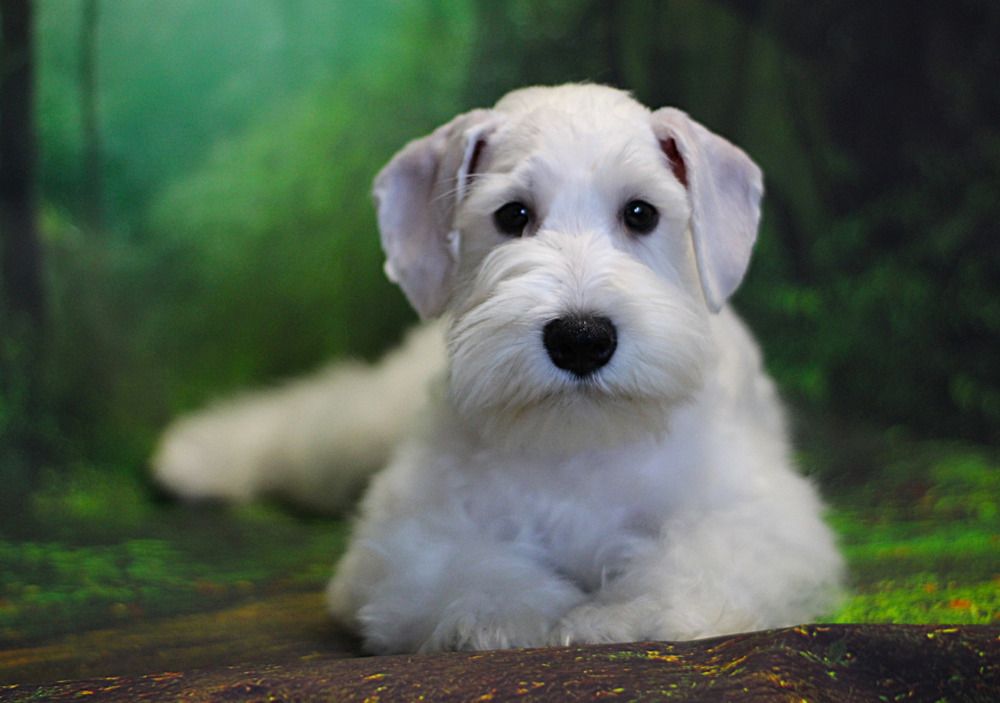 Photograph by Оксана Шарагина