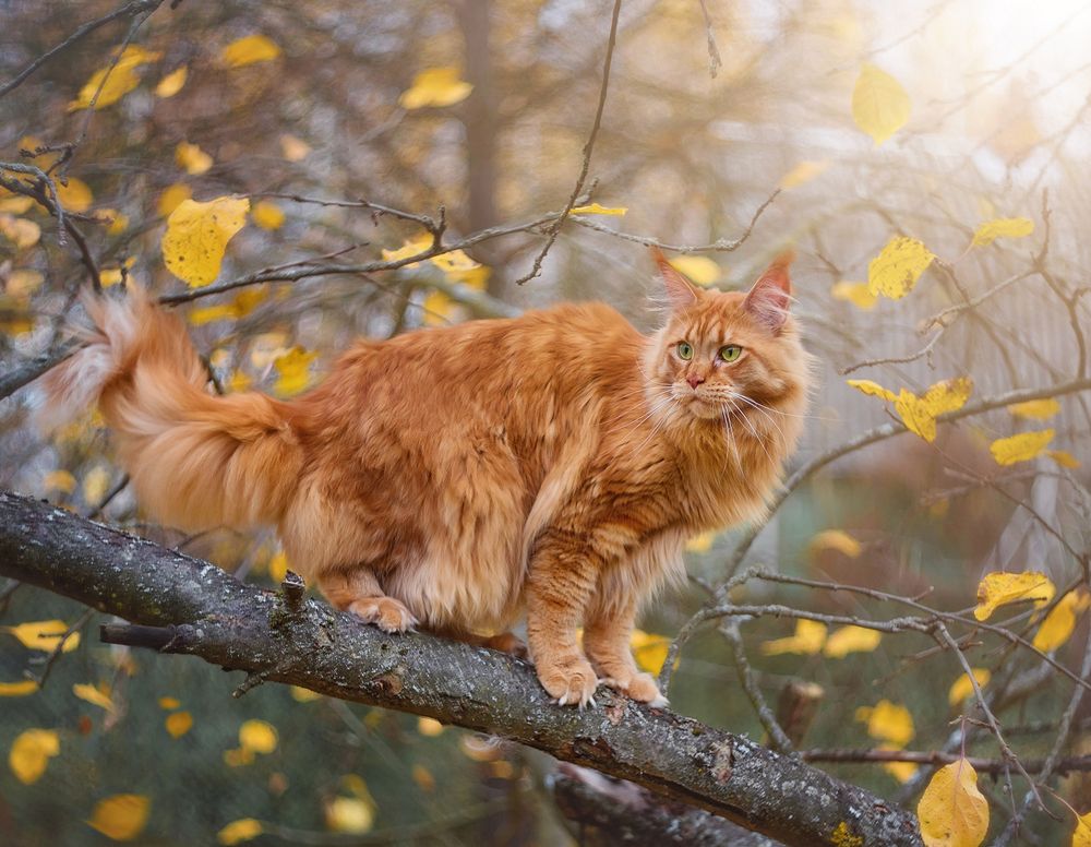 Осенний вальс