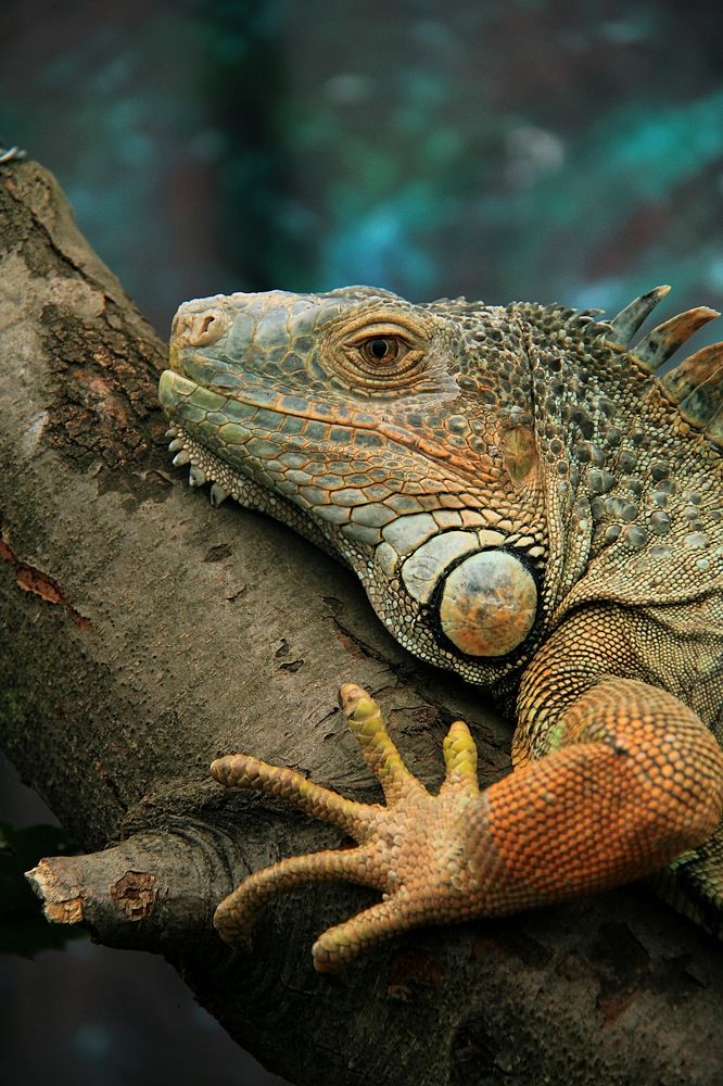 Photograph by Franco Acevedo