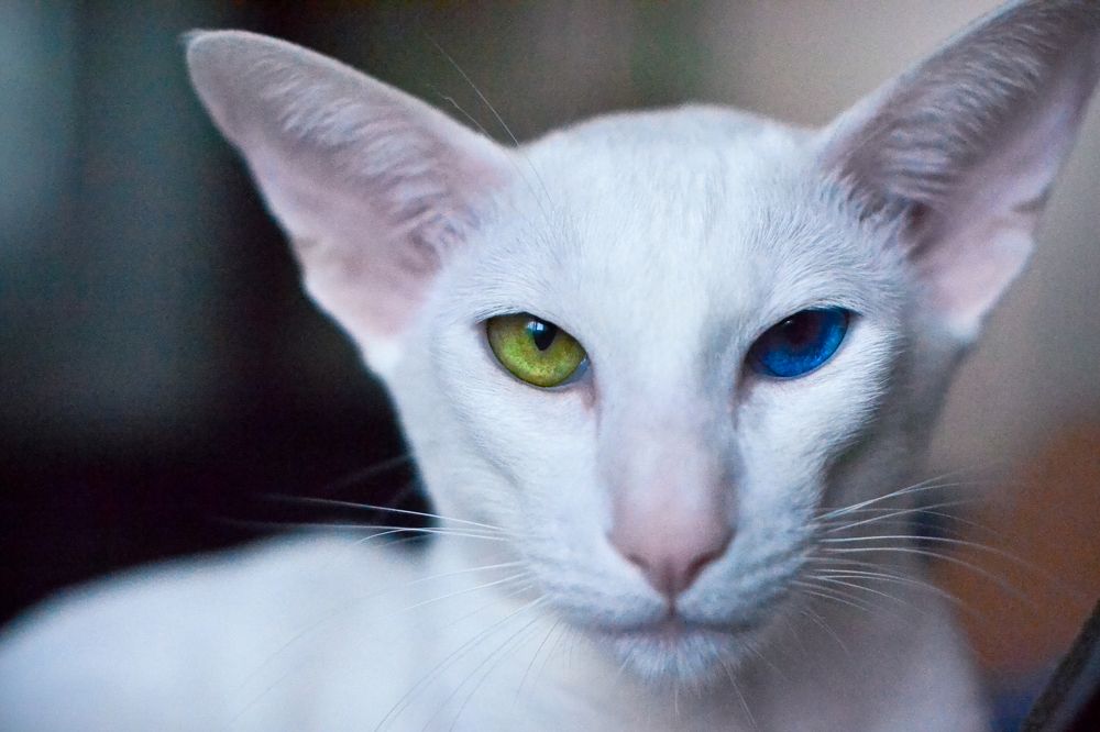 Photograph by Юлия Шишкина (Julia Madera)