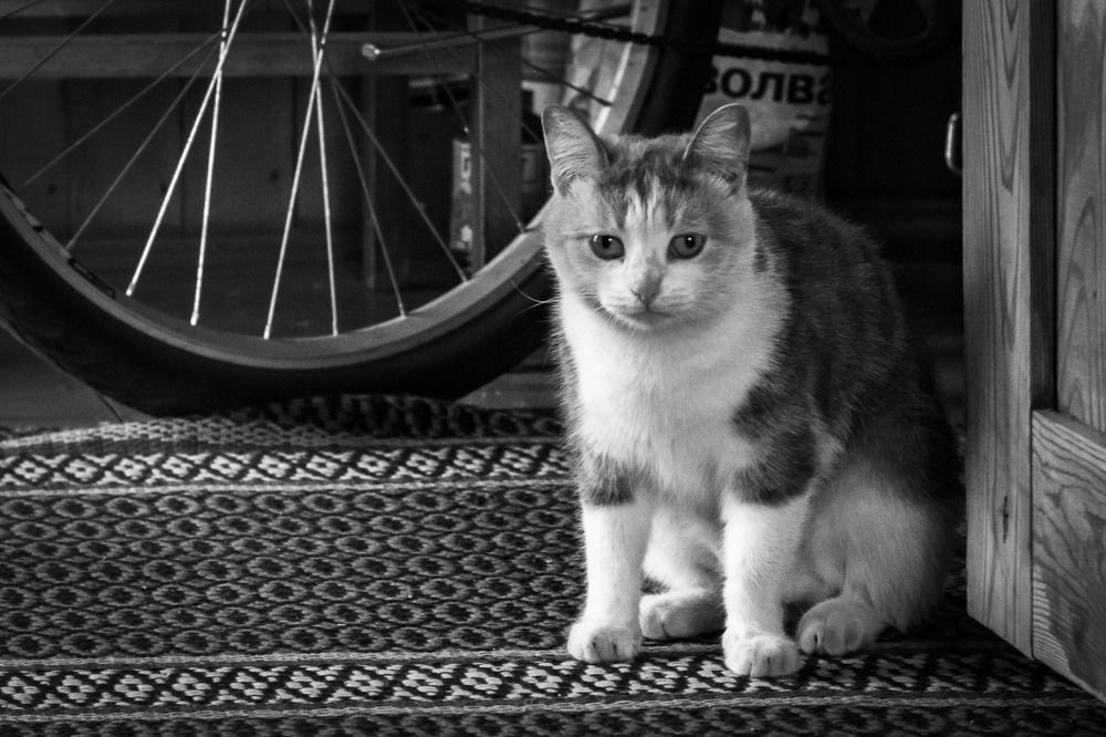 Портрет на прощание/Farewell portrait