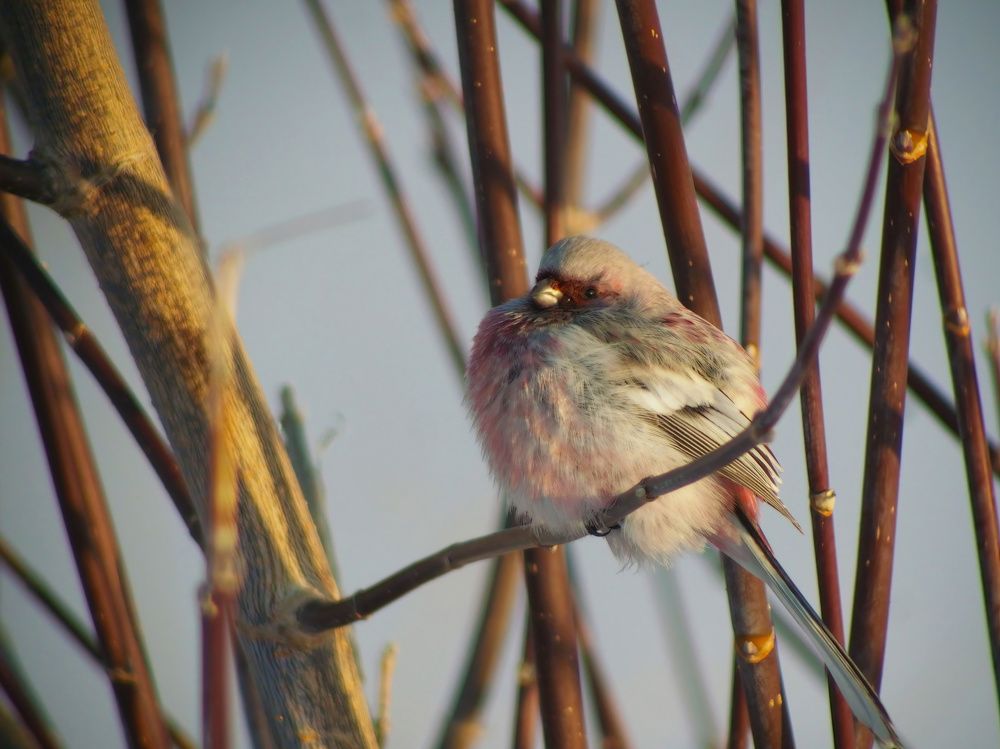 Photo #11630097