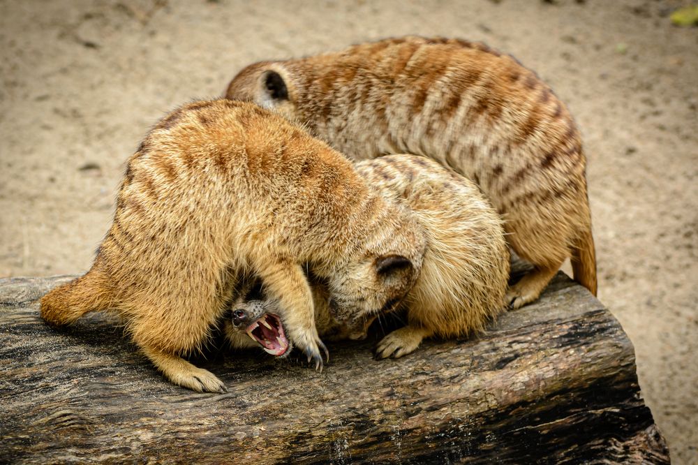 Photograph by Елена Берсенёва