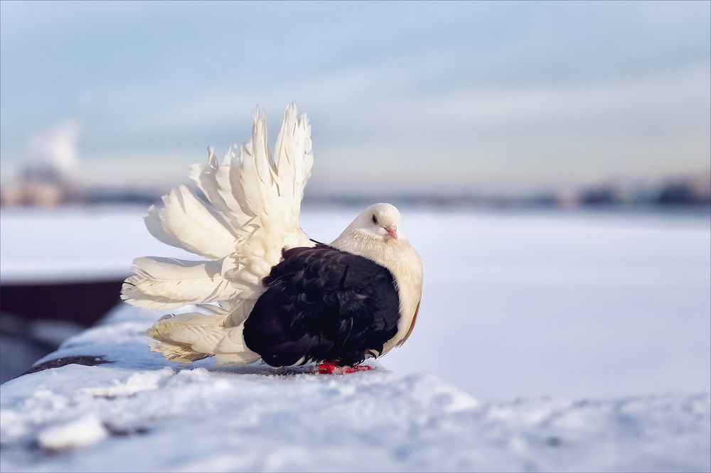 Photograph by Игорь Майоров