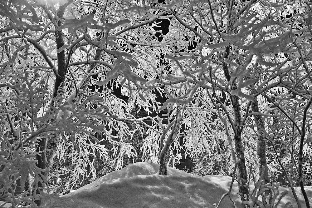 Морозные кружева