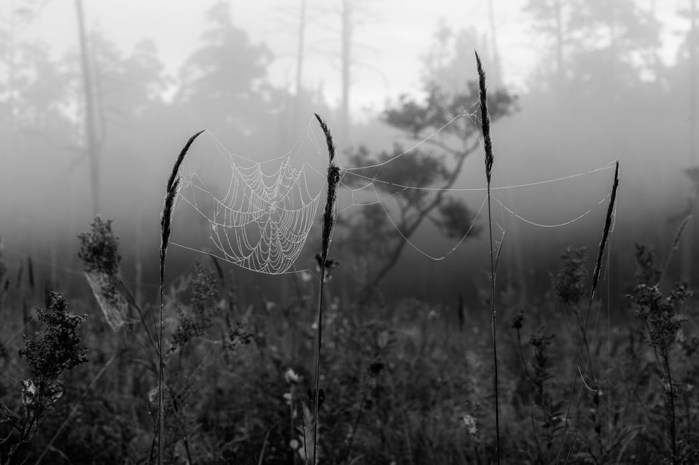 Photograph by Дмитрий Макинский