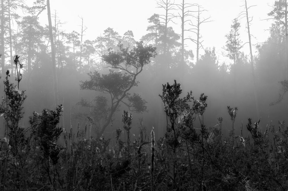 Photograph by Дмитрий Макинский