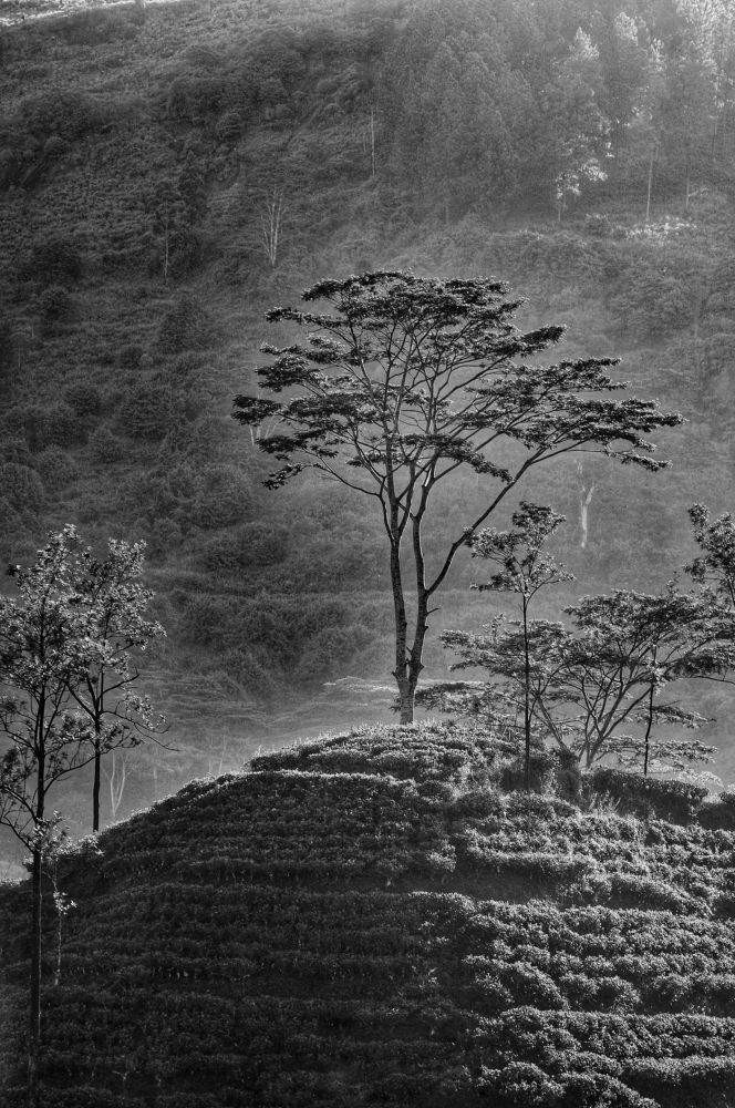 Photograph by M. Maleesha Sathsara Perera