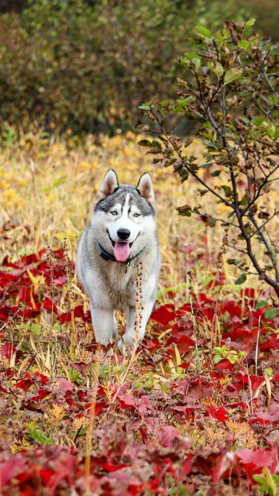 Photograph by Елена Котенко