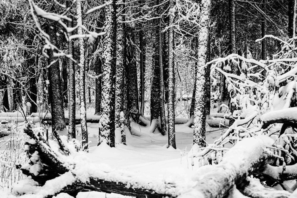 Photograph by Дарий Остахов