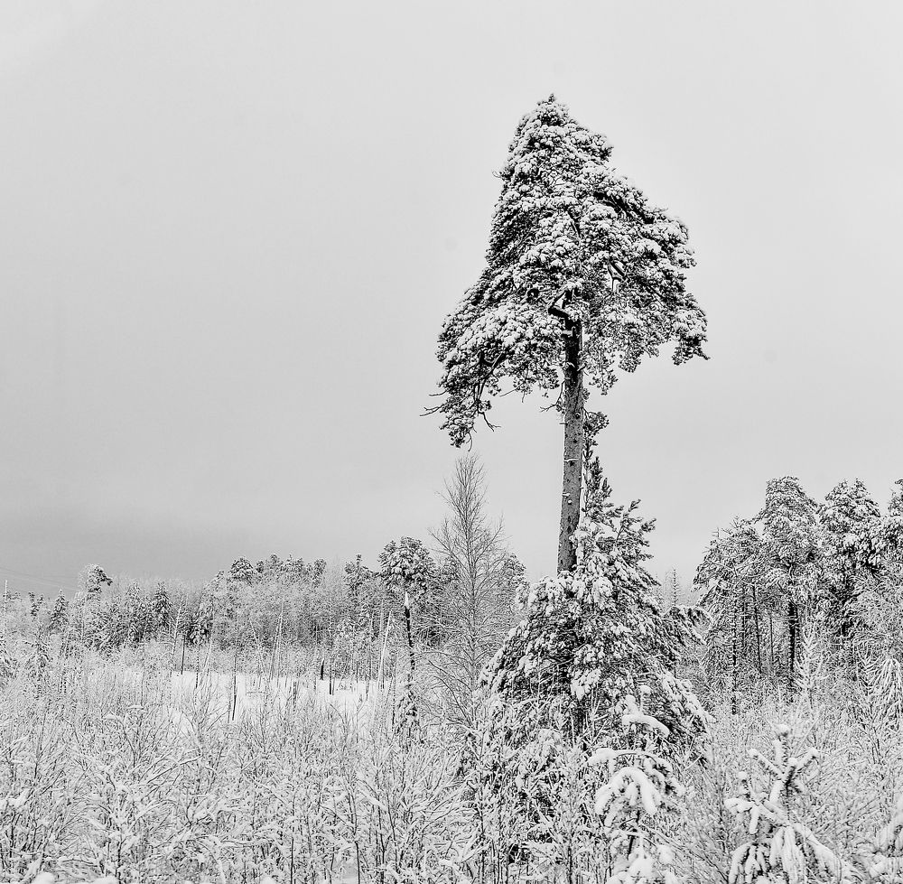 Photograph by Михаил Плецкий