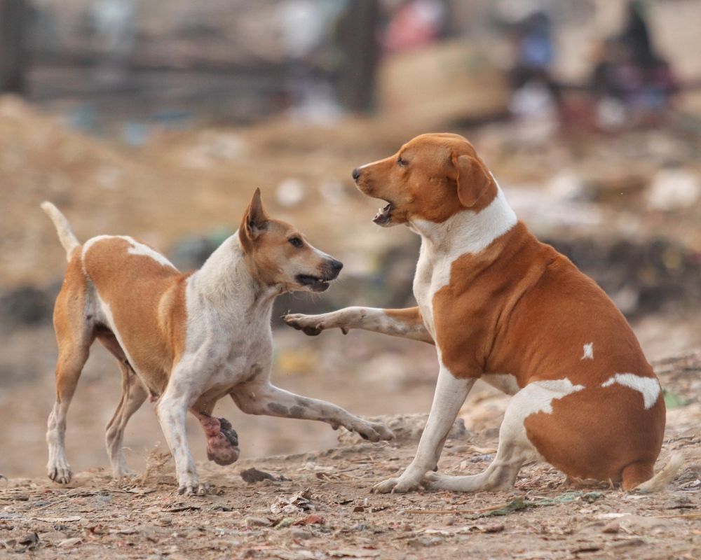 Фотография автора Washiful Majid