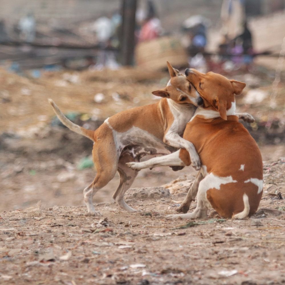 Фотография автора Washiful Majid