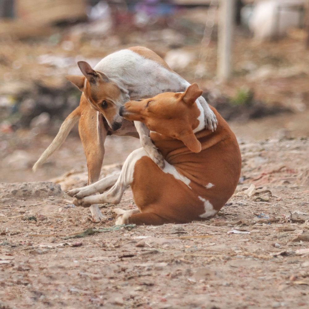 Фотография автора Washiful Majid