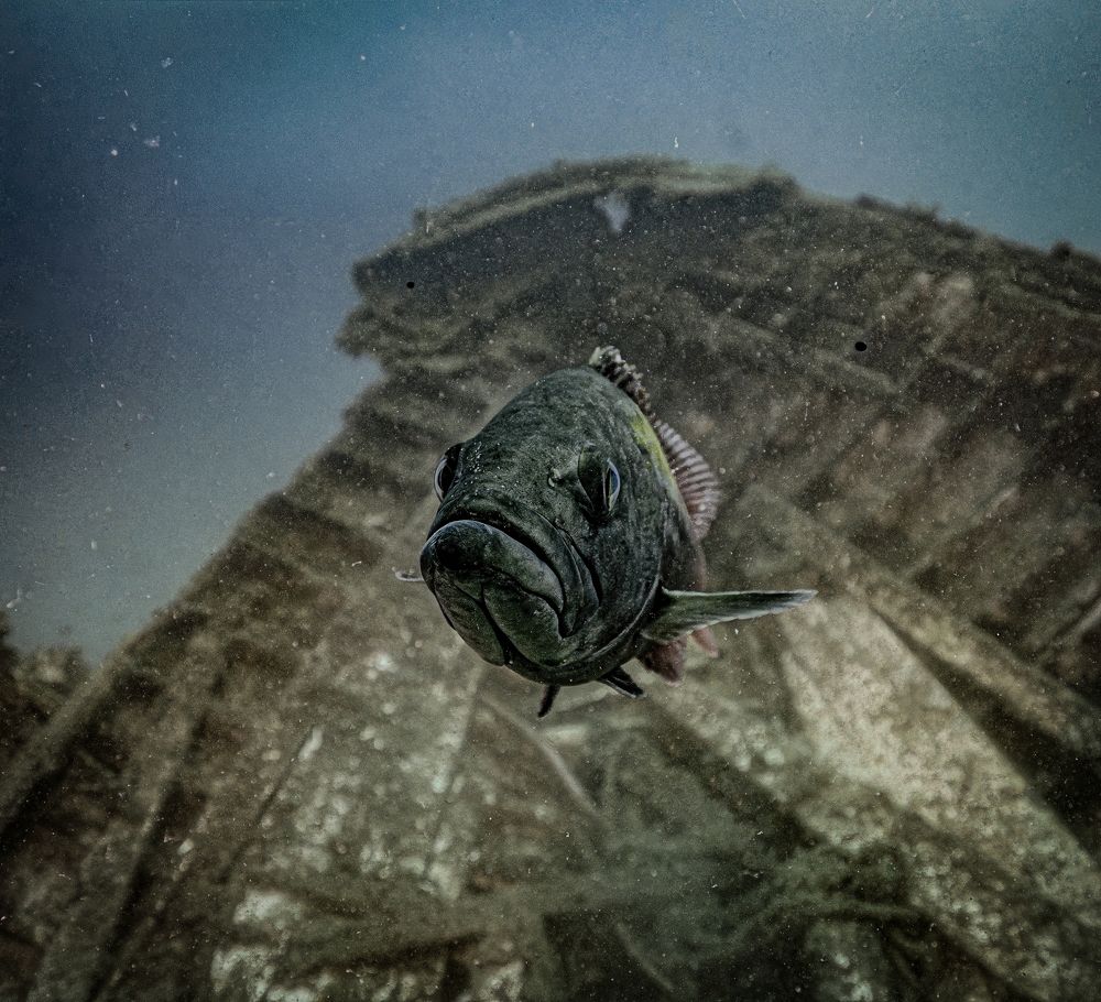 Photograph by Дмитрий Плотников