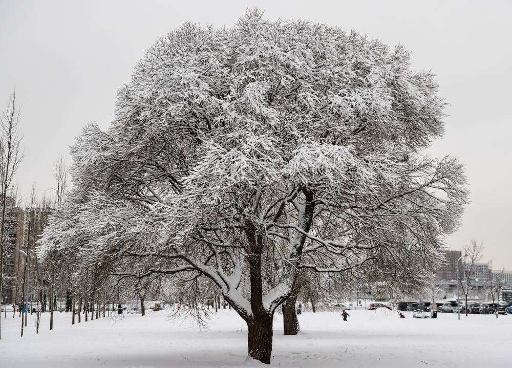 Photograph by Михаил Бояркин