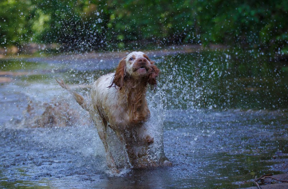 Английский сеттер. На прогулке.