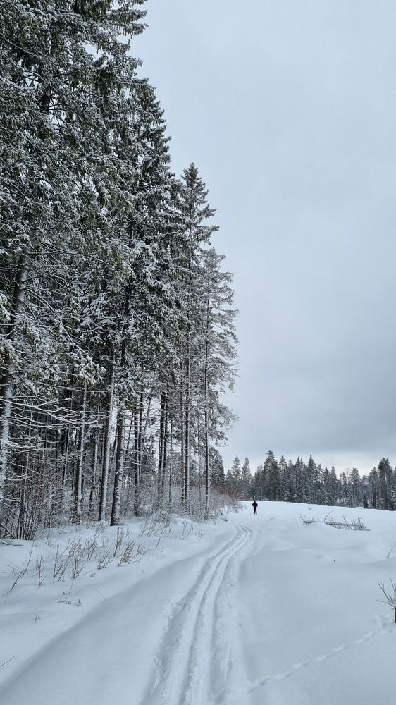 Лыжня в лесу