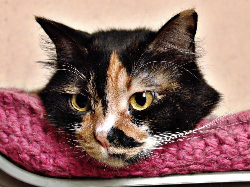 Photograph by Lev Tsenter